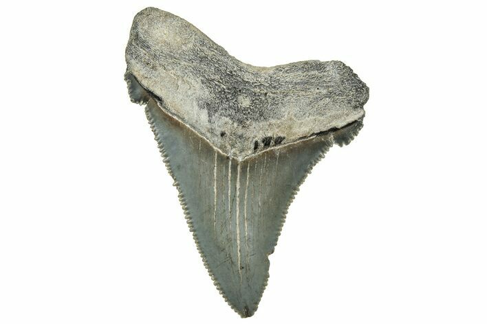 Serrated Angustidens Tooth - Megalodon Ancestor #326357